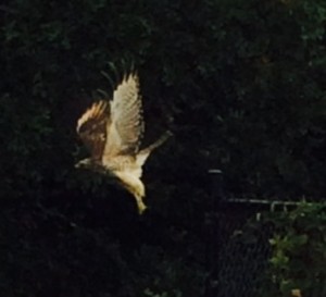 bird fly off a fence