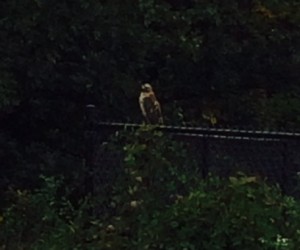 bird on a fence