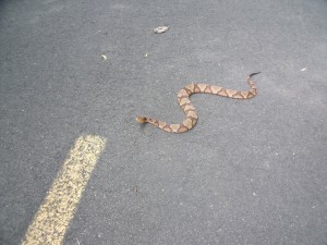 Poisonous snakes are a danger to cyclists.  Bicycle riders, joggers, roller bladers and skaters need to be aware of dangerous animals in their path