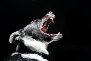dog attack