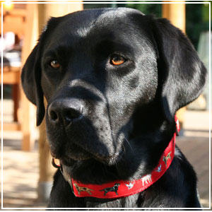 Lab dog